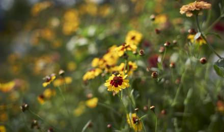 Event im Romantikhotel Jagdhaus Eiden: Sonderöffnung: Frühlingsboten im Park