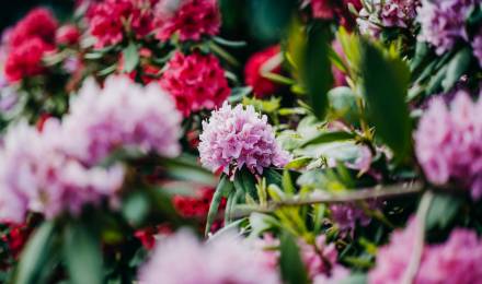 Event at Romantikhotel Jagdhaus Eiden: Rhododendrons and their companions in the park