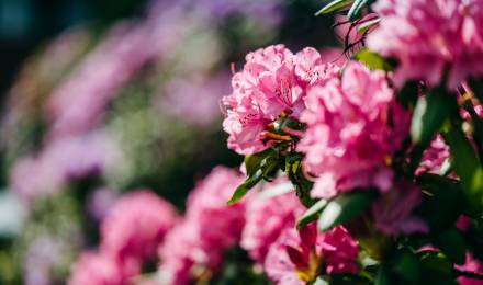 Event im Romantikhotel Jagdhaus Eiden: Illumination – "Lichtzauber im Park"