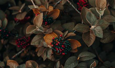 Event at Romantikhotel Jagdhaus Eiden: Special Opening: Autumn Impressions in the Park