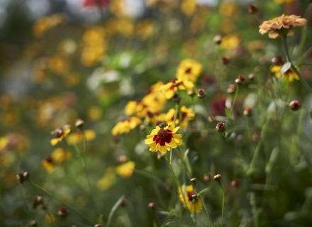Event im Romantikhotel Jagdhaus Eiden: Sonderöffnung: Frühlingsboten im Park