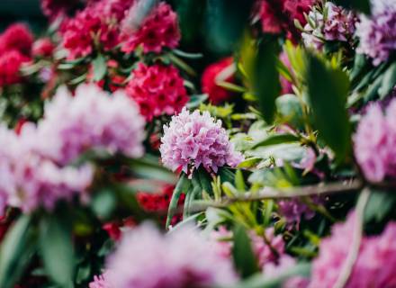 Event at Romantikhotel Jagdhaus Eiden: Rhododendrons and their companions in the park