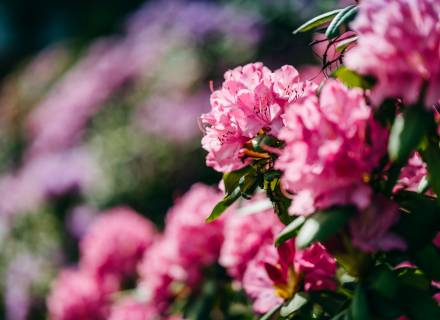 Event im Romantikhotel Jagdhaus Eiden: Illumination – "Lichtzauber im Park"