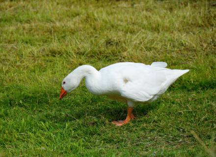 Event at Romantikhotel Jagdhaus Eiden: Goose Buffet 16.11.2025