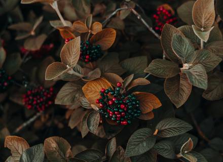 Event at Romantikhotel Jagdhaus Eiden: Special Opening: Autumn Impressions in the Park
