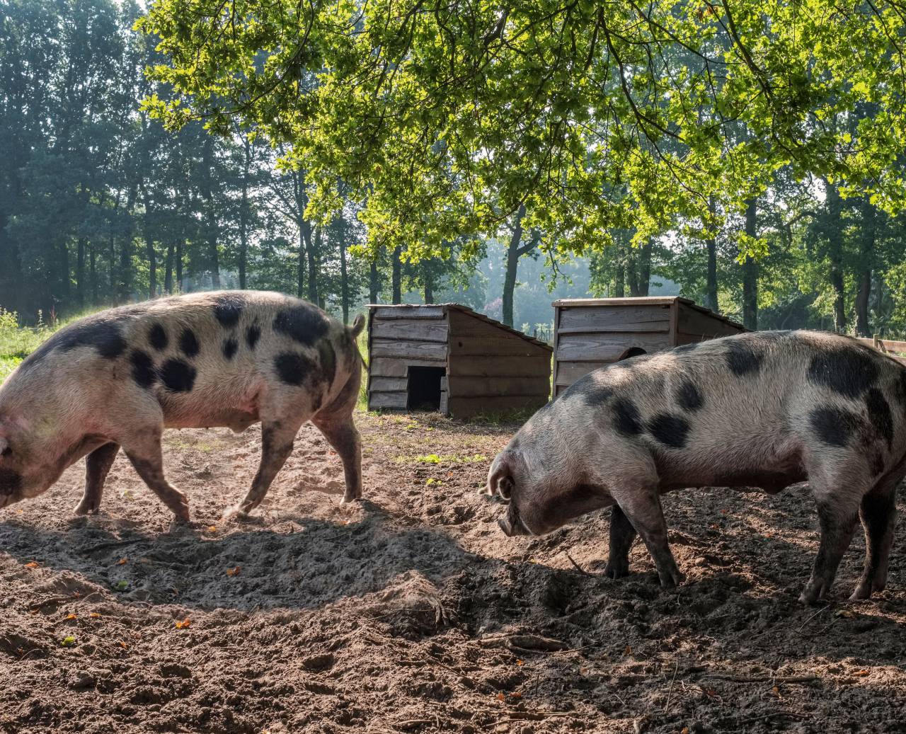 Domestic pigs at the Romantik Hotel Jagdhaus Eiden in Bad Zwischenahn