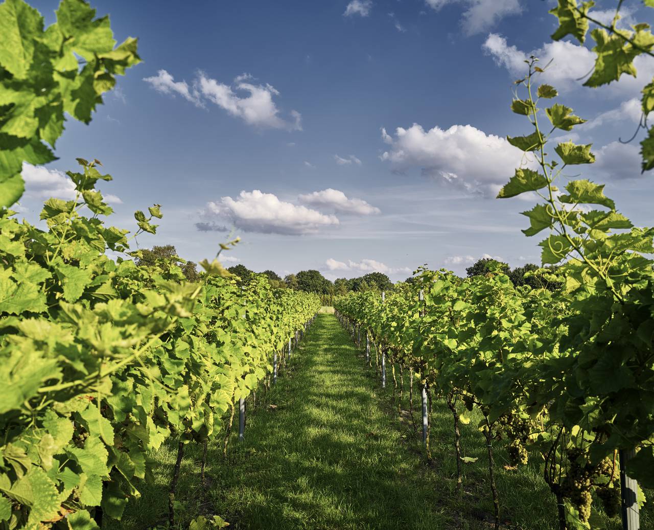 Vines of the Romantik Hotel Jagdhaus Eiden in Bad Zwischenahn