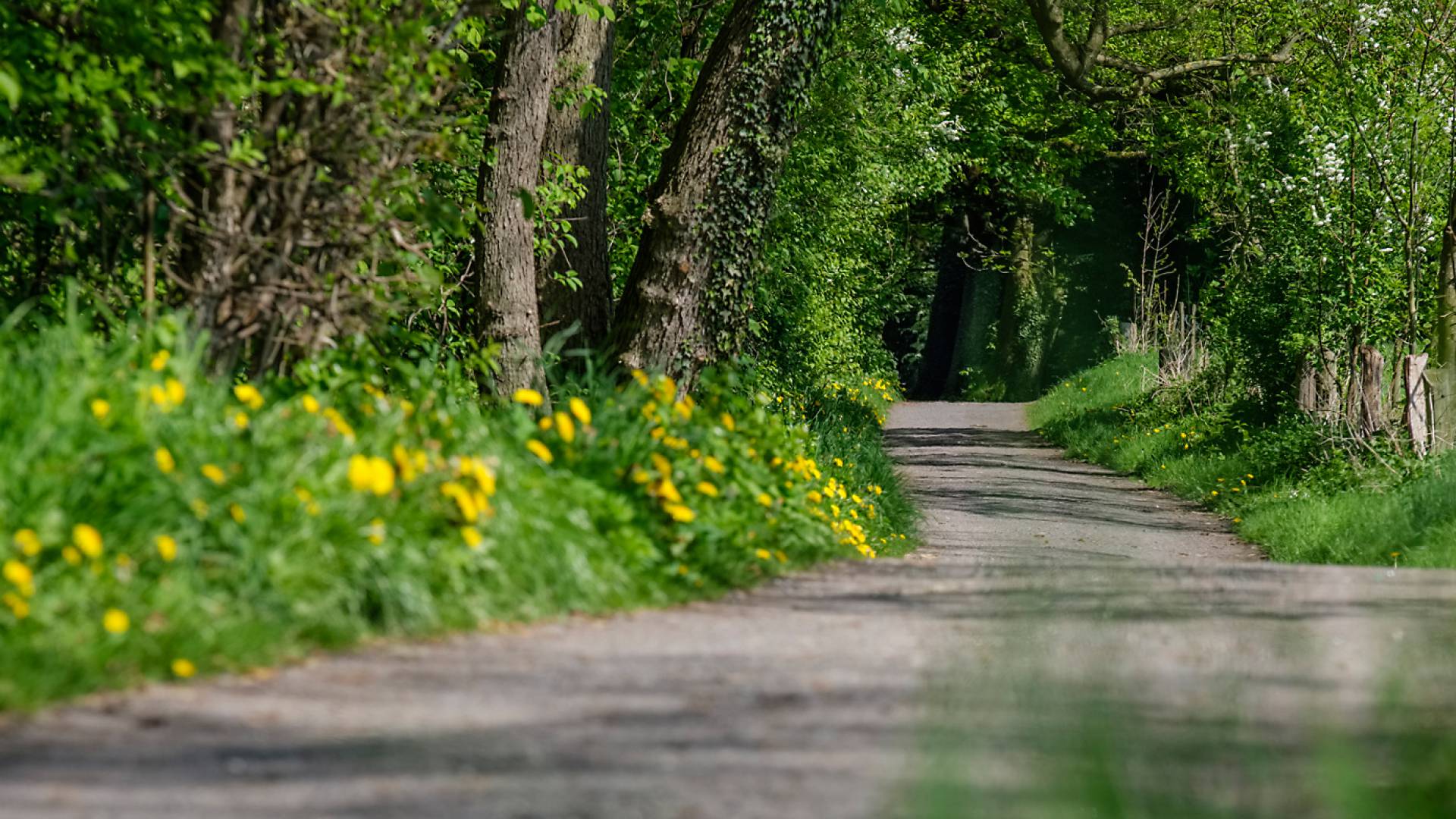 Fahrrad im Wald angelehnt an Baum