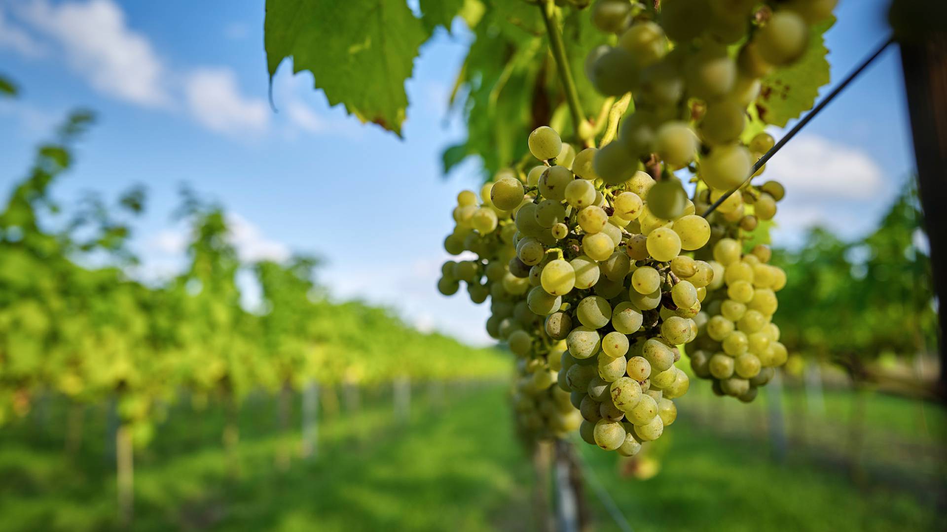 Vineyards of the Romantik Hotel Jagdhaus Eiden in Bad Zwischenahn