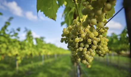 Event at Romantikhotel Jagdhaus Eiden: Winemaker's Evening