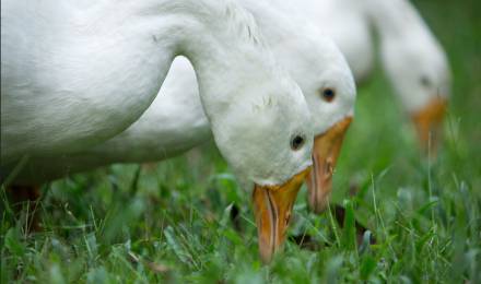 Event at Romantikhotel Jagdhaus Eiden: Goose march 