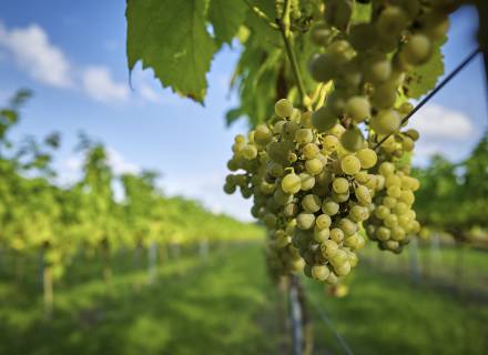 Event at Romantikhotel Jagdhaus Eiden: Winemaker's Evening