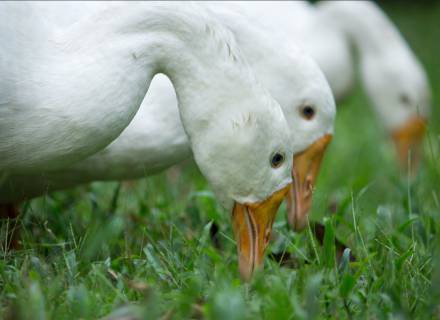 Event at Romantikhotel Jagdhaus Eiden: Goose march 
