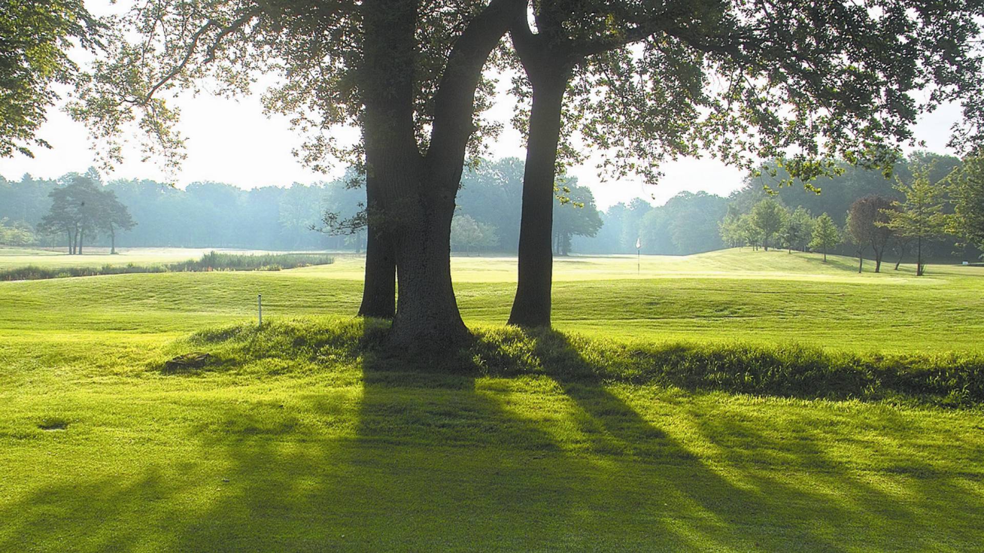 Wiese mit Bäumen
