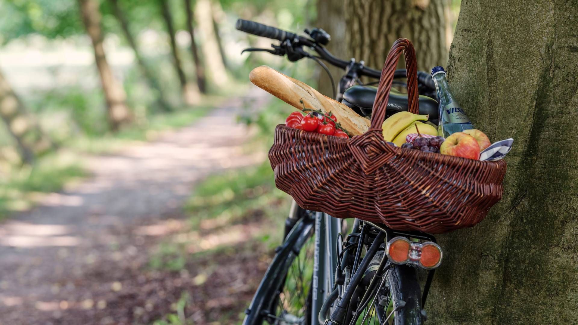 Bicycle leaning against tree