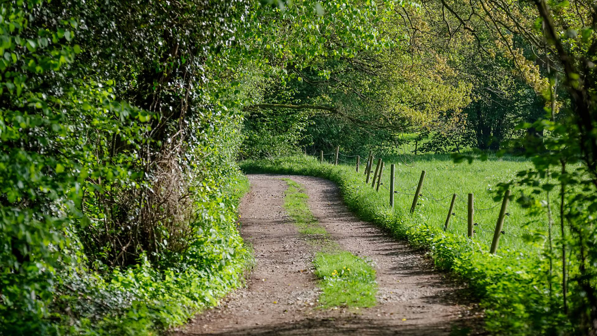Waldweg