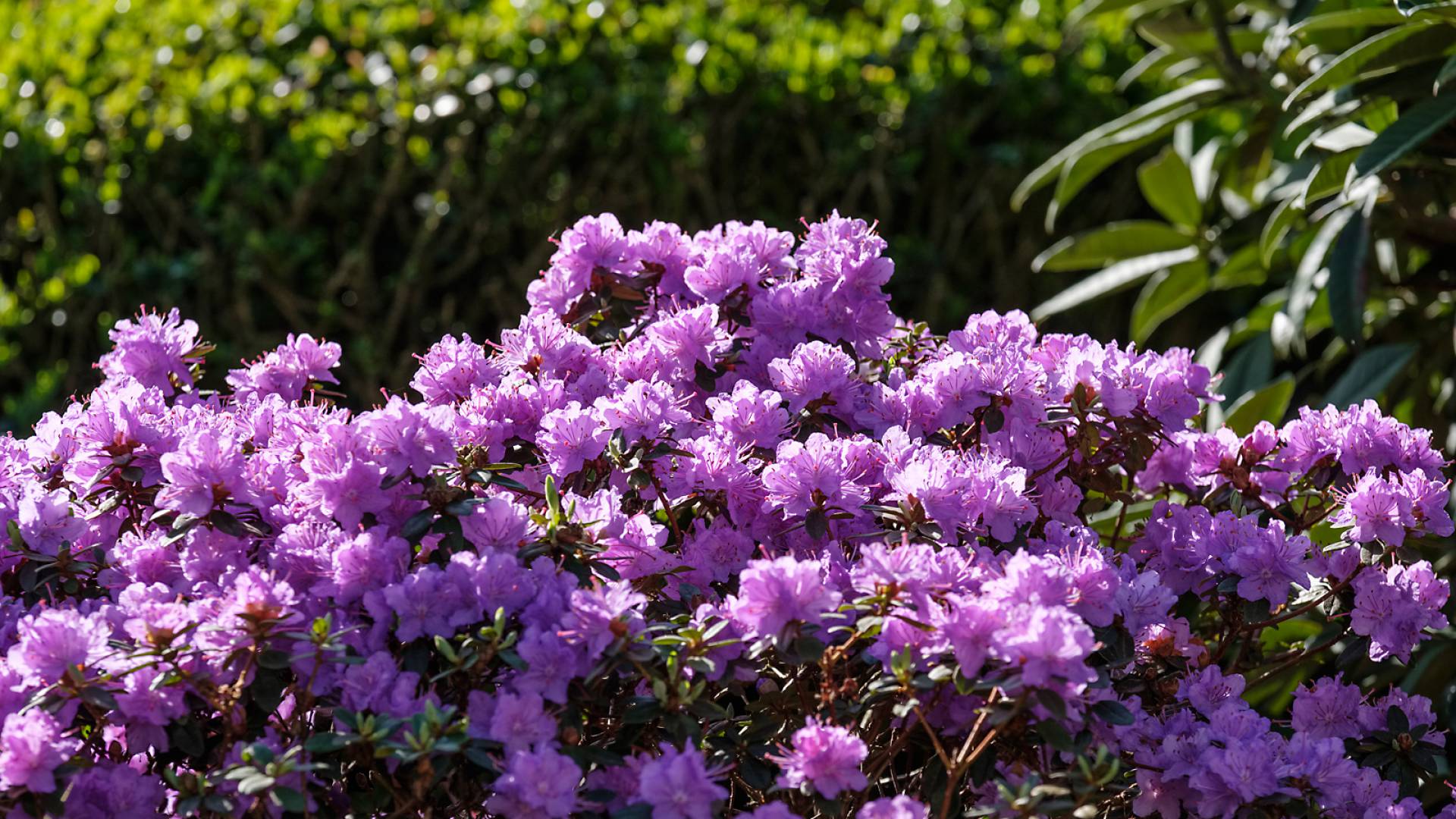 Lila Blumen