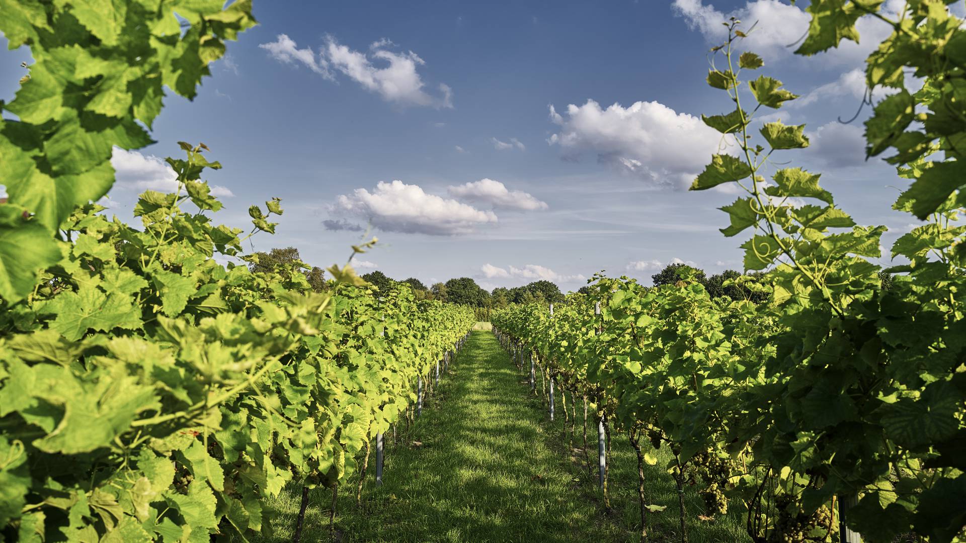 Weinreben des Jagdhaus Eiden in Bad Zwischenahn