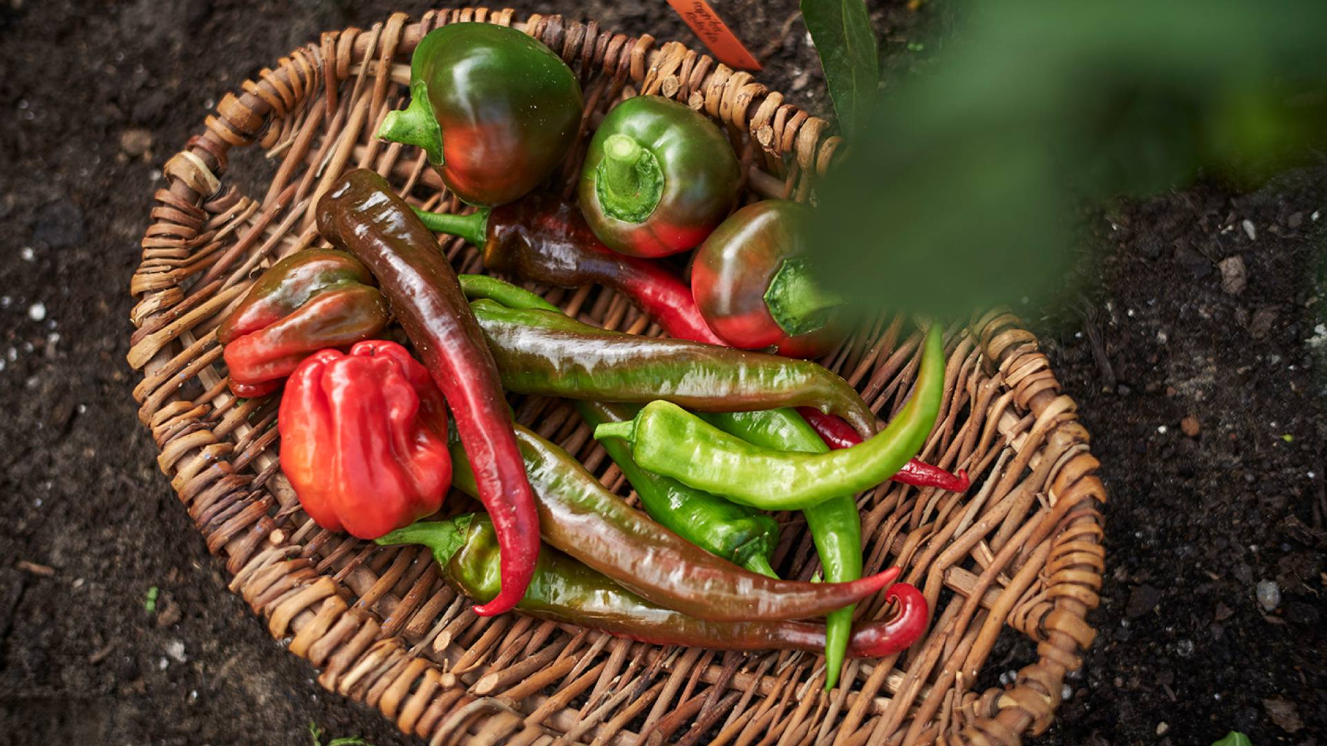 Gemüseernte aus eigenem Garten in Bad Zwischenahn