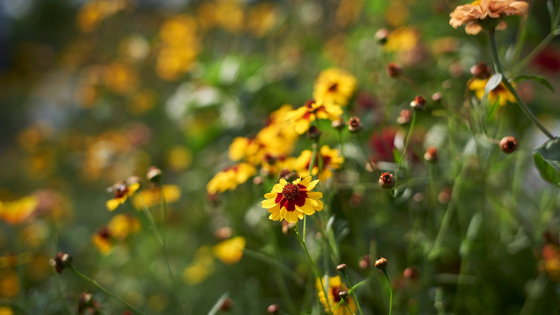 Flowerbed of the Romantik Hotel Jagdhaus Eiden in Bad Zwischenahn