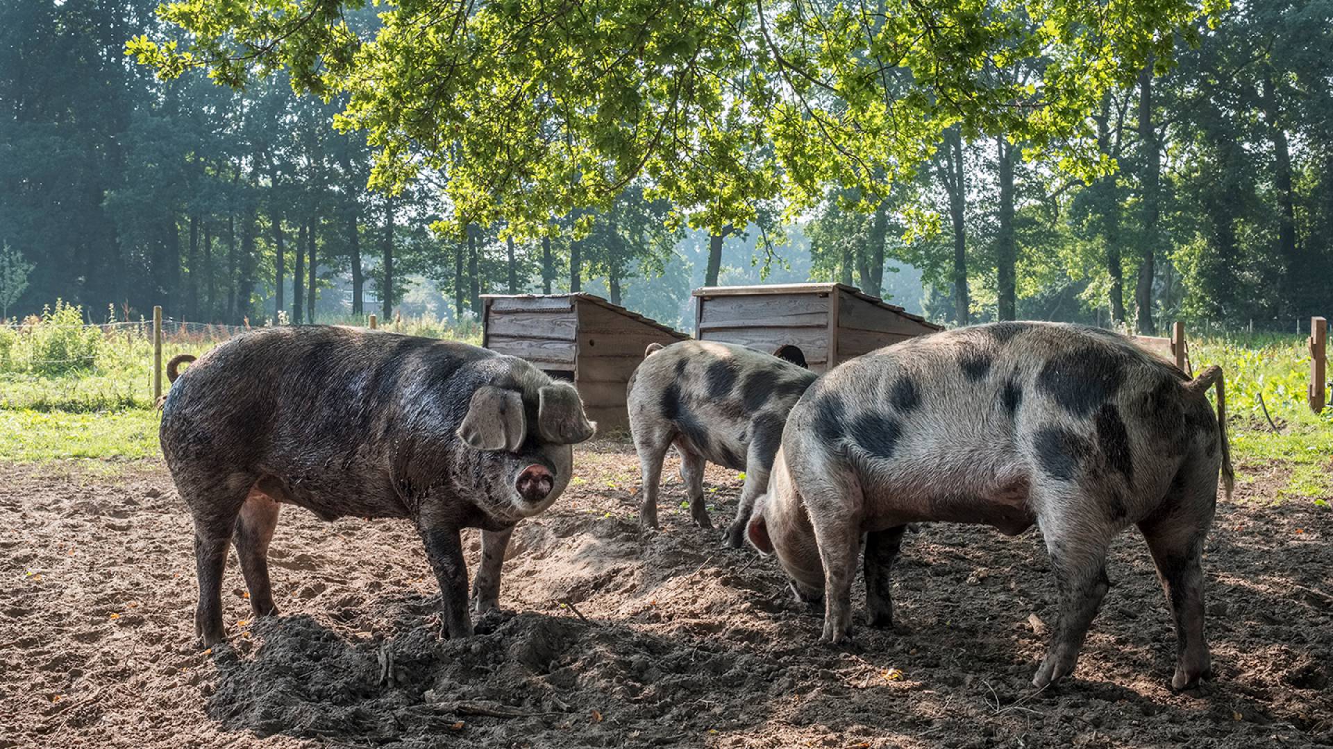 Domestic pigs of the Romantik Hotel Jagdhaus Eiden in Bad Zwischenahn