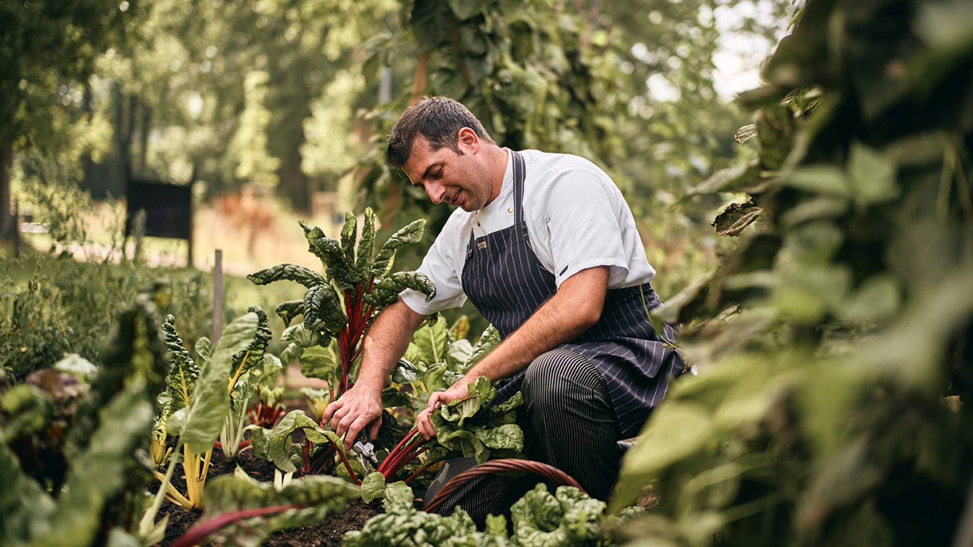 Chef of the Romantik Hotel Jagdhaus Eiden in Bad Zwischenahn in the vegetable garden