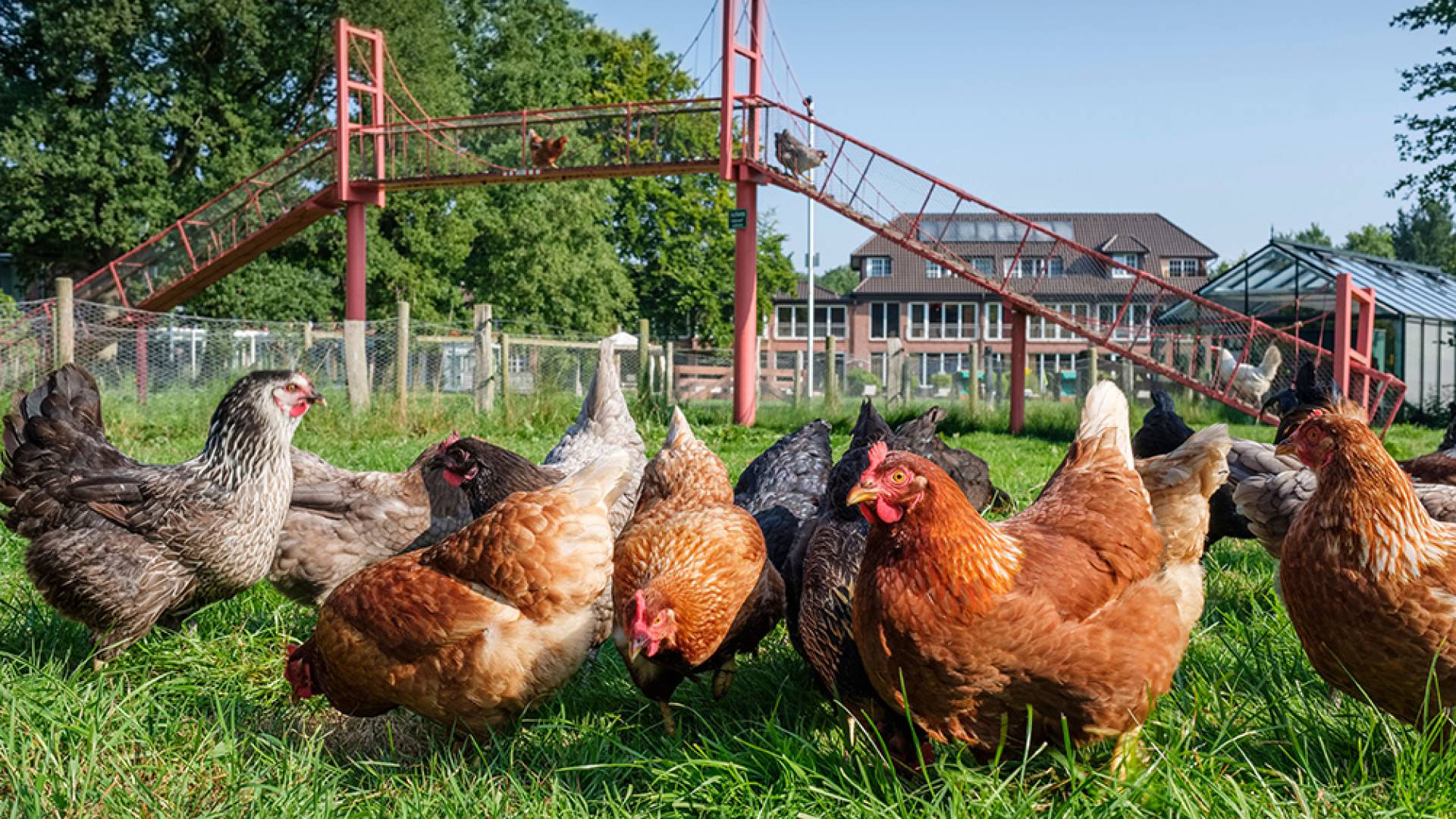 Free-range chickens at the Romantik Hotel Jagdhaus Eiden in Bad Zwischenahn