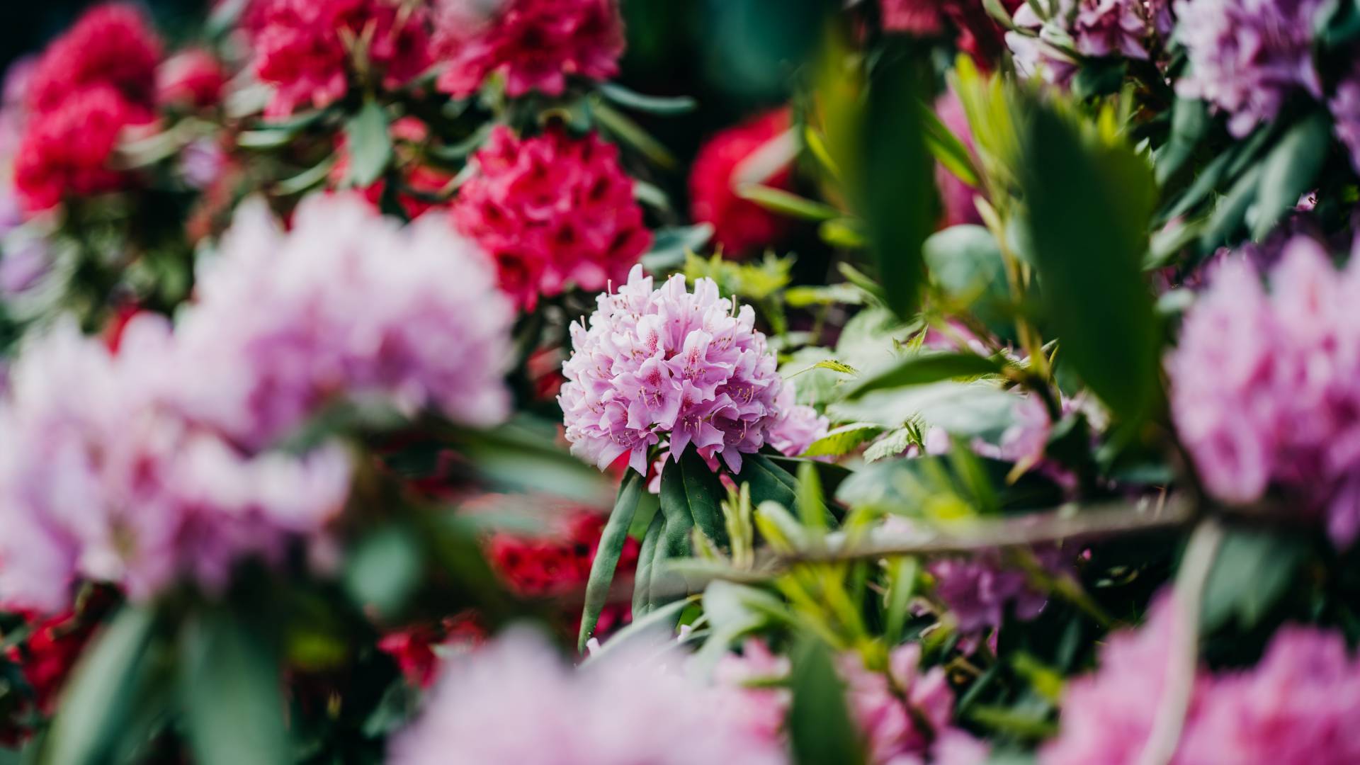 Rhododendron