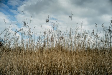 Vorfreude auf den Winterzauber – Ruhe & Genuss am Zwischenahner Meer, Bild 1/1
